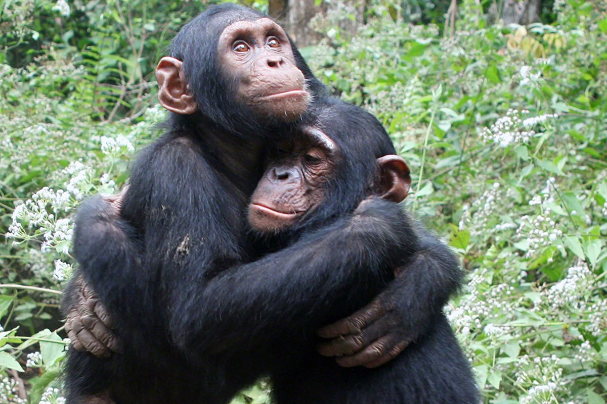 KileleClimb's tweet photo. Witness the emotional bonds and playful behavior of chimpanzee families in one of Africa’s most breathtaking national parks.
Visit Our Website at https://t.co/gmCXjBgIER
#Chimpanzees #SafariExperience #AfricanWildlife #WildlifeAdventure #TanzaniaTravel #NatureLovers https://t.co/mF24iXFFLv