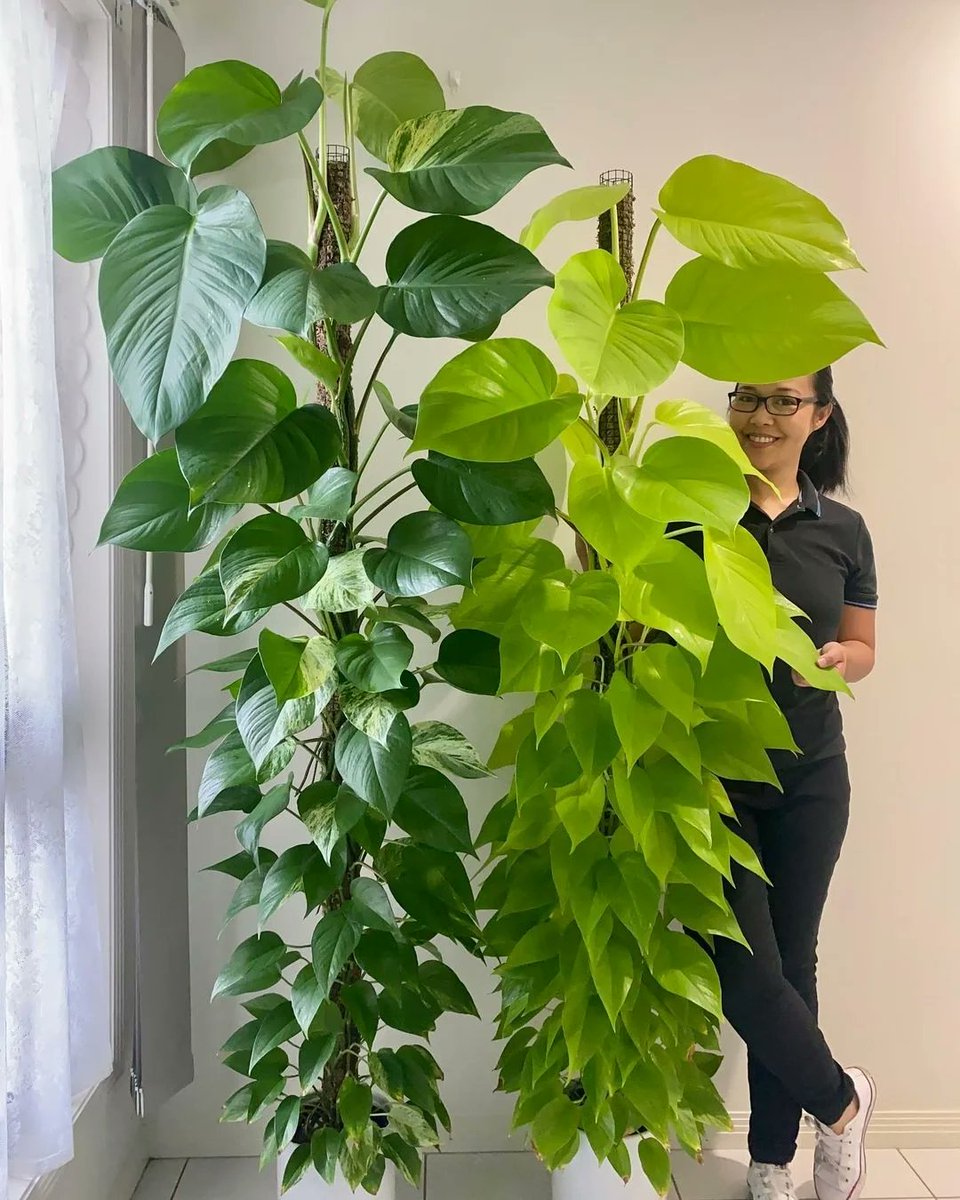 a4_bebra's tweet photo. [Pro tip for your pothos! Water when the top 2 inches of soil feel dry—this low-maintenance plant will thrive with minimal fuss. ]， https://t.co/ZuMsB0g4P0
