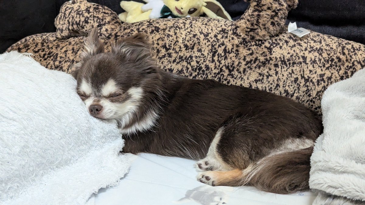 OkomeSora's tweet photo. #犬のいる暮らし #犬 #チワワ https://t.co/a7KR6KOE3q