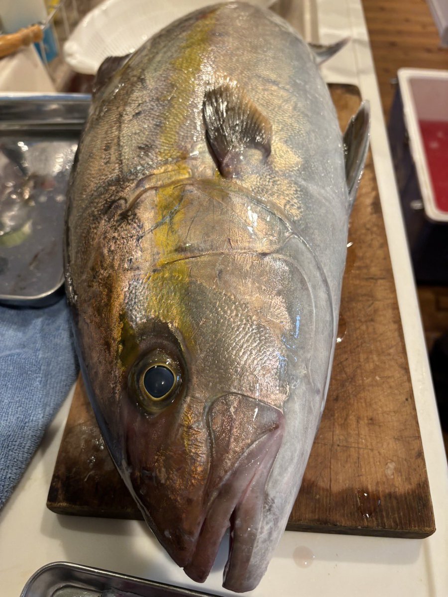 ichiofishing's tweet photo. 落とし込みで釣れたカンパチ6.8キロ
内臓脂肪ぶりぶりで脂ノリ最高😆
釣れた当日でもめちゃくちゃ美味しかった

自分史上1番重い魚でした🎣 https://t.co/rgudIDSMgf