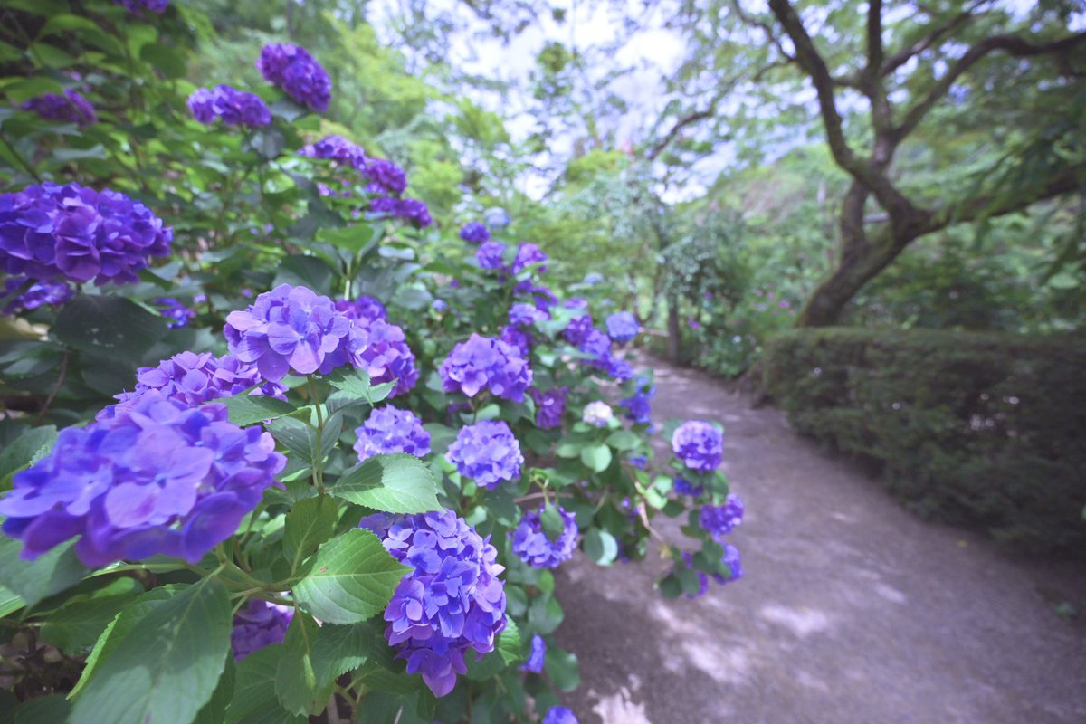 asiato_potato's tweet photo. #ちゅーずショット
今日は紫陽花とってきたよ！ https://t.co/qhuLjU7ppD