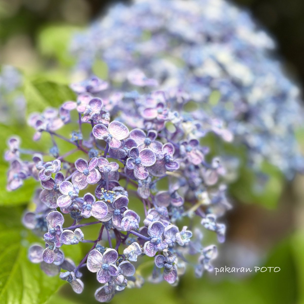 waffle0216's tweet photo. 紫陽花の季節、そろそろ相模原北公園に行きたいな〜💠

こちらは近所の紫陽花
母曰くわりと新しい品種なんだとか（ﾍ��~）

早く新しいカメラとレンズ買いたいなぁ〜♪♪♪

#風景写真  #キリトリセカイ #写真好きな人と繋がりたい https://t.co/mawqZgiV5t