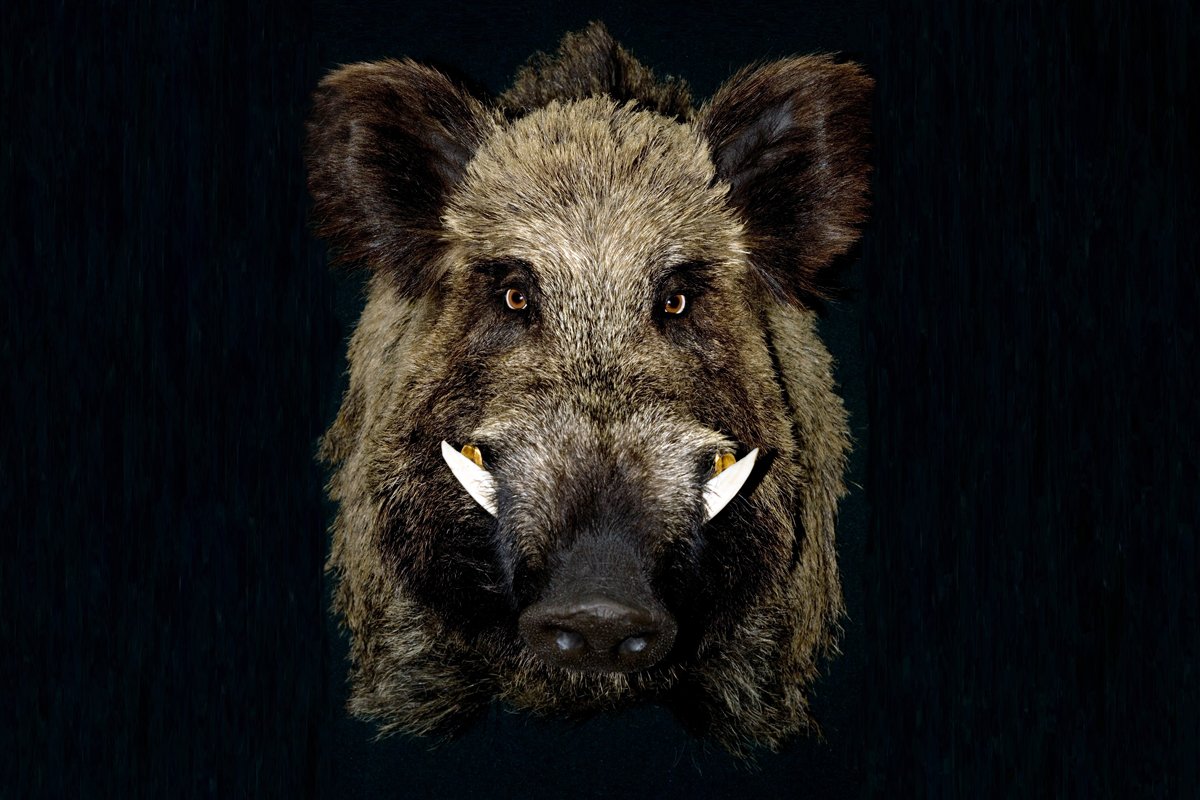 objectobje's tweet photo. @donovanhitchens hog 🐗🐖💀💀💀😭 https://t.co/OwFPrho0N6