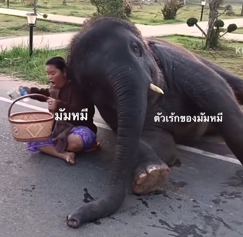 princessladyrn's tweet photo. ไบ้ไบ้ ตัวเล็กของมัมหมี 
#brightrpp @brightrpp_ https://t.co/mcCzLZEGM3