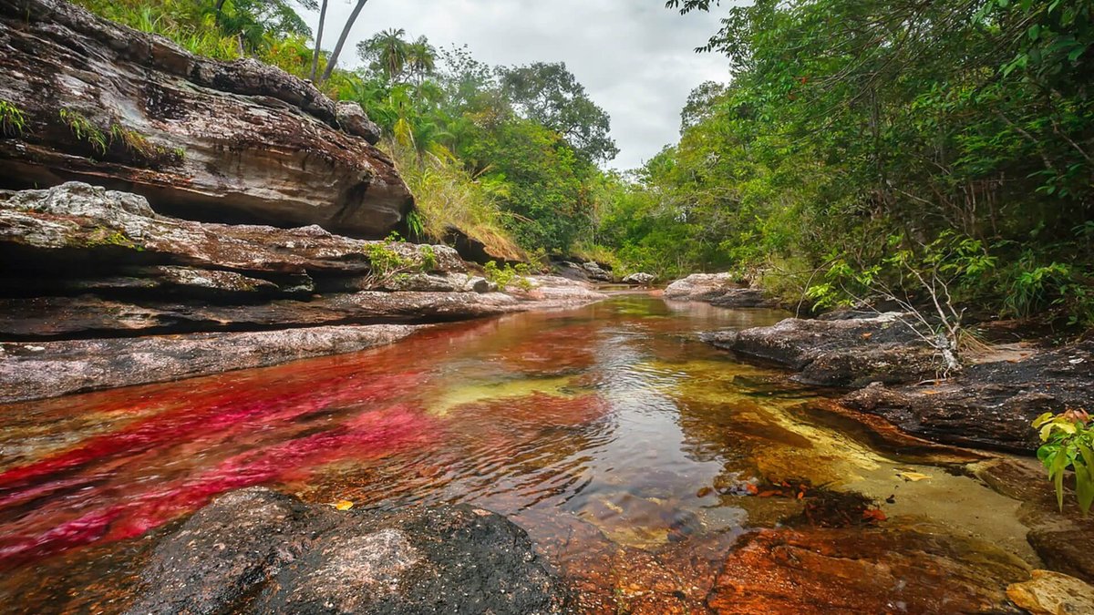 InterlineaMx's tweet photo. 🌈🇨🇴 Un río que parece escapar de un arcoíris.
Caño Cristales demuestra que algunos de los paisajes más extraordinarios del planeta no nacieron de la imaginación, sino de la naturaleza.
Descubre más aquí:  [https://t.co/AtHJPhIjyz]
#Colombia #Naturaleza #Biodiversidad #Viajes https://t.co/94WWW6KS99