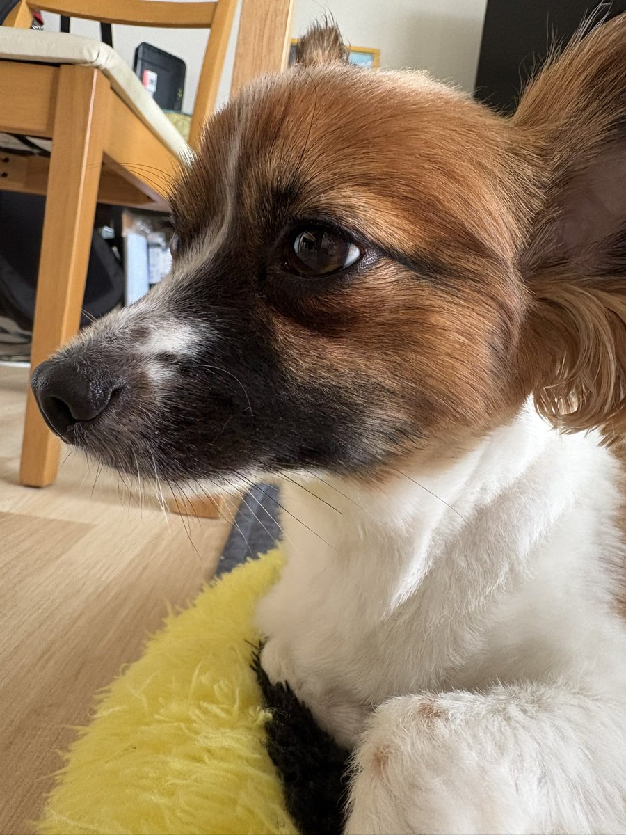 papillon_kai's tweet photo. 前のフードが合わなくなってきたのか涙の量が増えたので、新しいフードに少しずつ切り替え中🫚
涙やけは改善したけど、新しいフードに慣れてないせいかお腹がゆるゆるに…
意外とワンコのお腹って繊細ですよね🐶

#パピヨン
#子犬の頃は少し疲れるとすぐ下痢してました https://t.co/RjvRuhqHCv