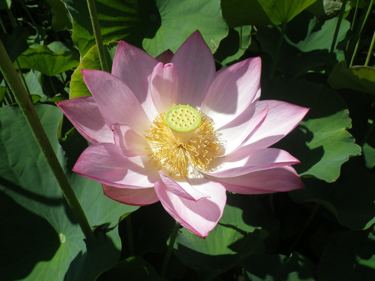 adachi_city's tweet photo. ＼足立堀之内公園の大賀ハスが咲き始めました！／

大賀ハスの花は早朝に咲き始め、お昼頃には閉じてしまう、とても珍しい花です！
来週～再来週にかけて見頃を迎えそうです♪
少し早起きして、大賀ハスの花が開く貴重な瞬間を見に行きませんか？ https://t.co/i8Ys2P4j6N