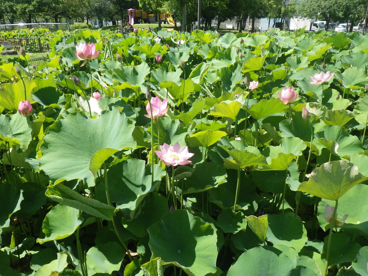 adachi_city's tweet photo. ＼足立堀之内公園の大賀ハスが咲き始めました！／

大賀ハスの花は早朝に咲き始め、お昼頃には閉じてしまう、とても珍しい花です！
来週～再来週にかけて見頃を迎えそうです♪
少し早起きして、大賀ハスの花が開く貴重な瞬間を見に行きませんか？ https://t.co/i8Ys2P4j6N