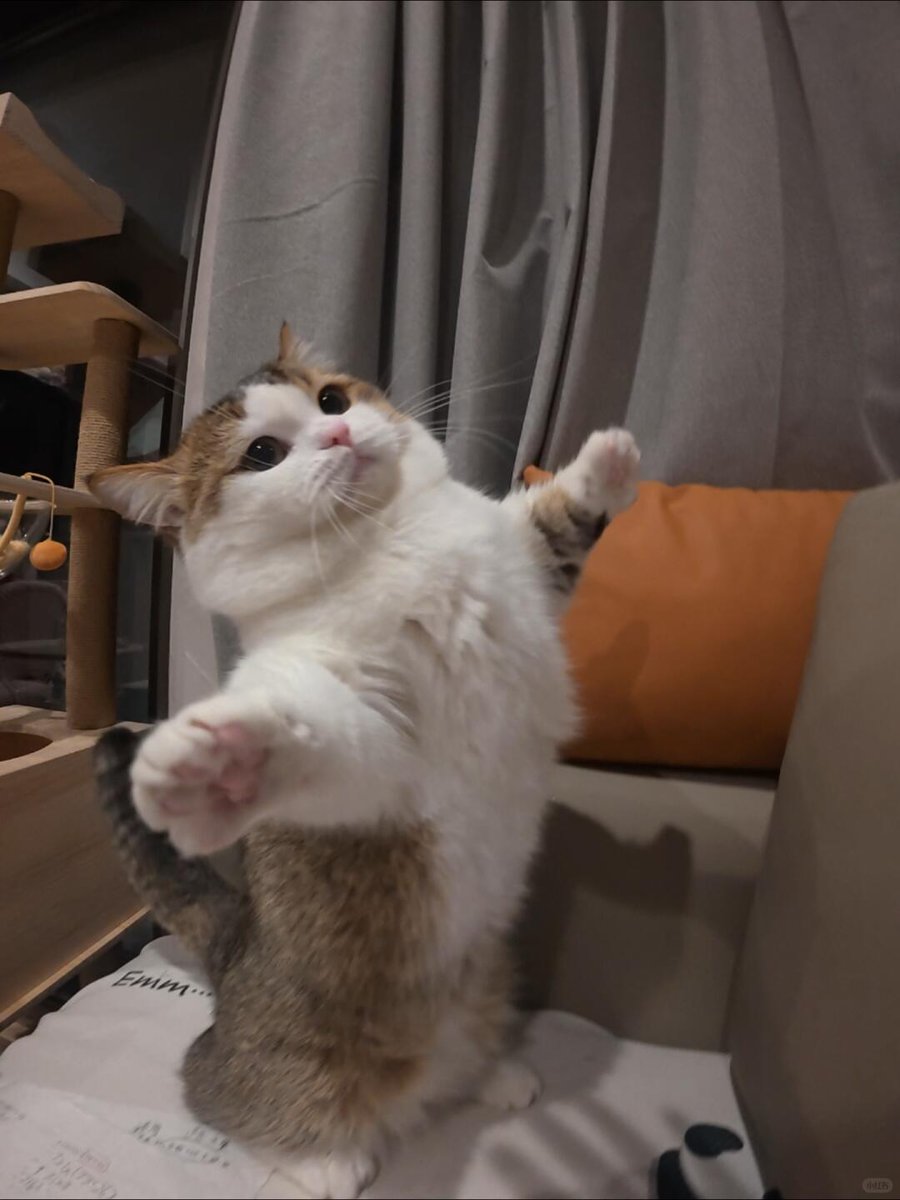 nocontextscats's tweet photo. Gimme a hug! https://t.co/PctqHhgks6