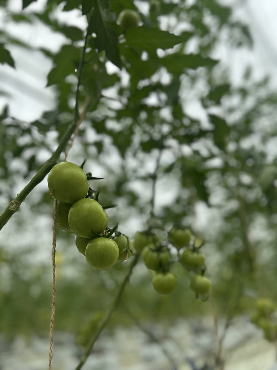 akeno_chokubai's tweet photo. 自社農場トマト、たくさん実が生ってきました！！！

お楽しみに☺️

🍅明野菜園
🏠あけの農さん物直売所
#山梨県北杜市明野町#トマト#直売所 https://t.co/EFovVzqP8q