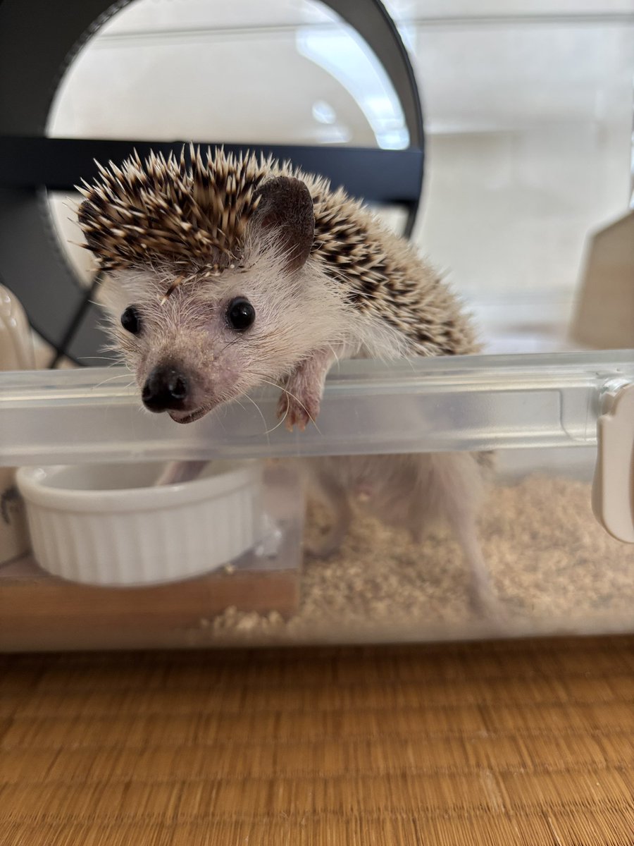 takezo12's tweet photo. ようにいちゃん最近調子どうだい？🦔
#最近態度でかい https://t.co/HHOZ8cKBOr