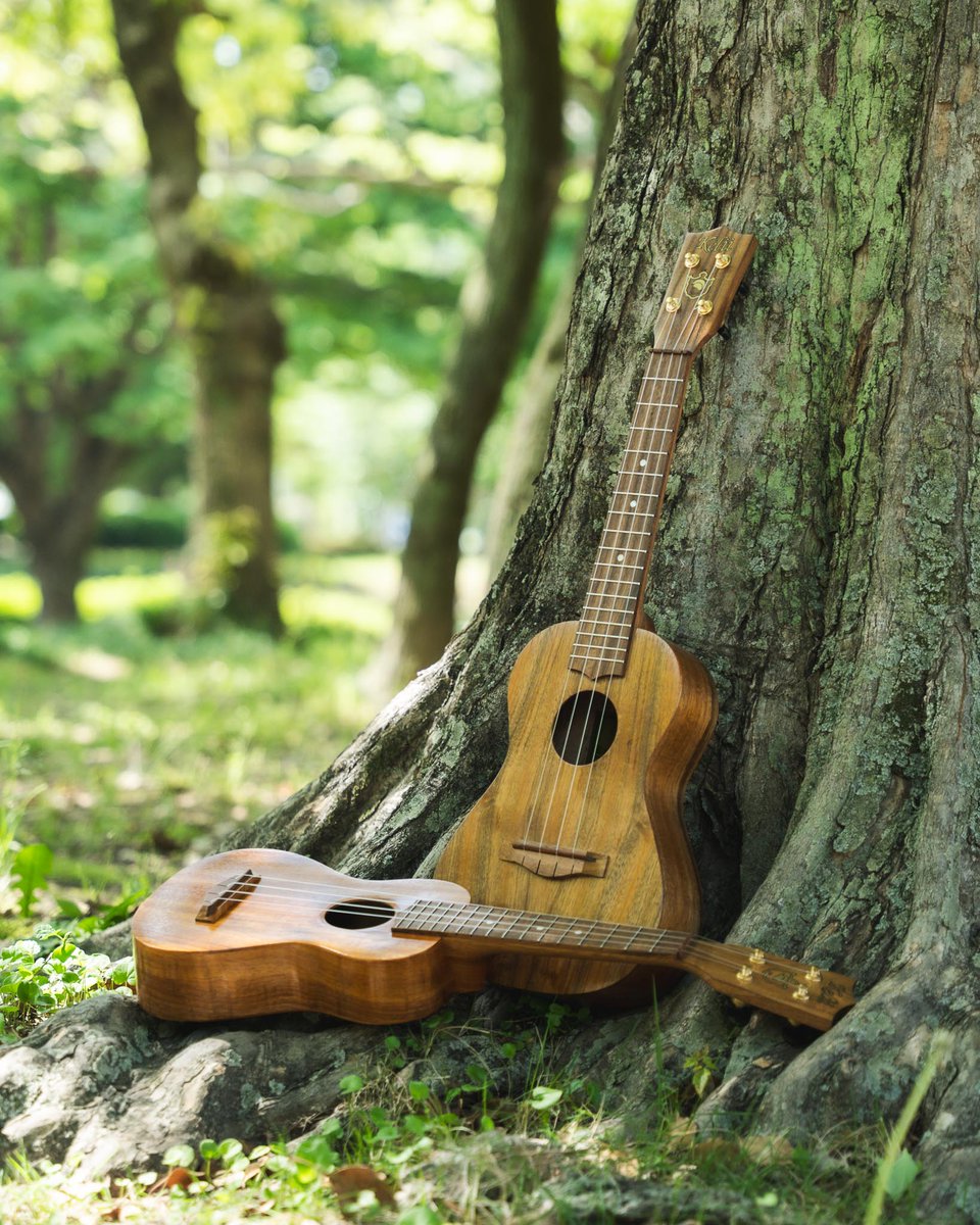 ARIA_GUITAR's tweet photo. Kelii Ukulele Gold/V

コア単板ボディ。指板、ブリッジ、ナット＆サドルにもコア材を採用したモデル。

https://t.co/Mmuzd9wY92 https://t.co/5V4ty4knln