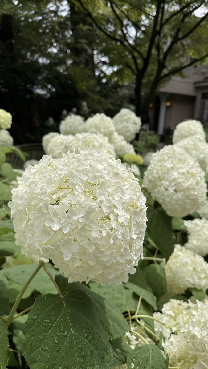 r_chan_369's tweet photo. 鎌倉、あじさいデートなの♥️

鎌倉着いた途端、雨上がってお天気☀️.°
暑くて大変(笑)
でも思った通りの感じで最高♥️

人生満喫✨

#あじさい #紫陽花͛ #鎌倉 https://t.co/iZqVXLNzyu