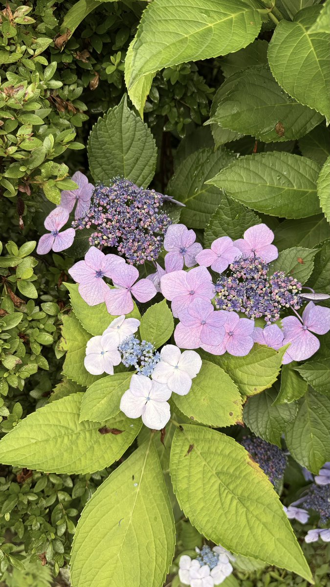 r_chan_369's tweet photo. 鎌倉、あじさいデートなの♥️

鎌倉着いた途端、雨上がってお天気☀️.°
暑くて大変(笑)
でも思った通りの感じで最高♥️

人生満喫✨

#あじさい #紫陽花͛ #鎌倉 https://t.co/iZqVXLNzyu