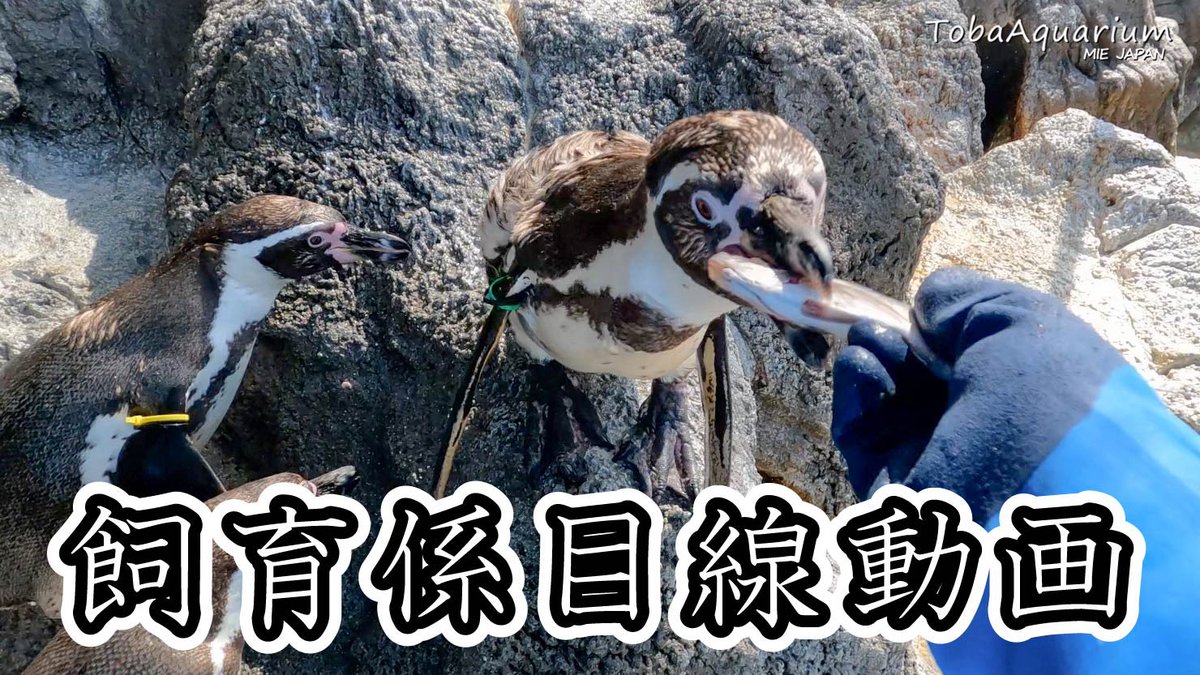 TOBA_AQUARIUM's tweet photo. 飼育係目線動画👀♡
今回はフンボルトペンギンのエサやりの様子などを飼育係目線でお届けします🤩
ペンギンの飼育係になった気分が味わえるかも？！🐧✨
YouTube動画はこちらからhttps://t.co/sfLgKILFTN
#鳥羽水族館 #ペンギン https://t.co/wcX5wtFQOx