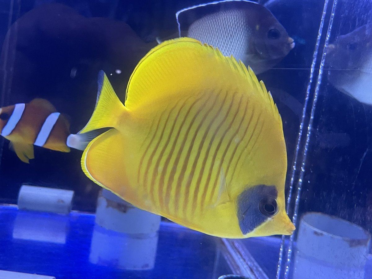 vessel1997's tweet photo. 18日(木)入荷情報②魚の部
ゴールデンbf
レッドバックbf小さめ
インディアンbf小さめ
マクロスス
ロイヤルグラマ
テネンツサージョン
ペパーミントエビ
スプリンガーデムワーゼル
ブリーカーズデムワーゼル
ヒトスジギンポ
フレームエンゼル
ウズマキ各サイズ
ナンヨウハギSM
ミナミハコフグ
続く https://t.co/7UhjUN8KSa