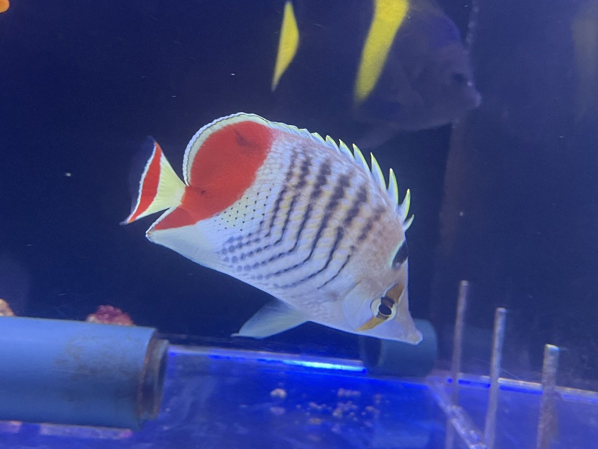 vessel1997's tweet photo. 18日(木)入荷情報②魚の部
ゴールデンbf
レッドバックbf小さめ
インディアンbf小さめ
マクロスス
ロイヤルグラマ
テネンツサージョン
ペパーミントエビ
スプリンガーデムワーゼル
ブリーカーズデムワーゼル
ヒトスジギンポ
フレームエンゼル
ウズマキ各サイズ
ナンヨウハギSM
ミナミハコフグ
続く https://t.co/7UhjUN8KSa