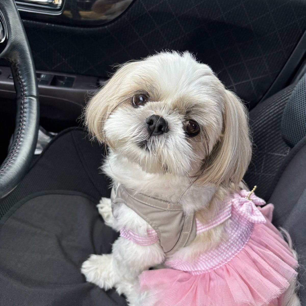 jikkainu's tweet photo. 🐶<𝓴𝓲𝓼𝓼？なんのことかしら？ https://t.co/a2ESPhhfAv