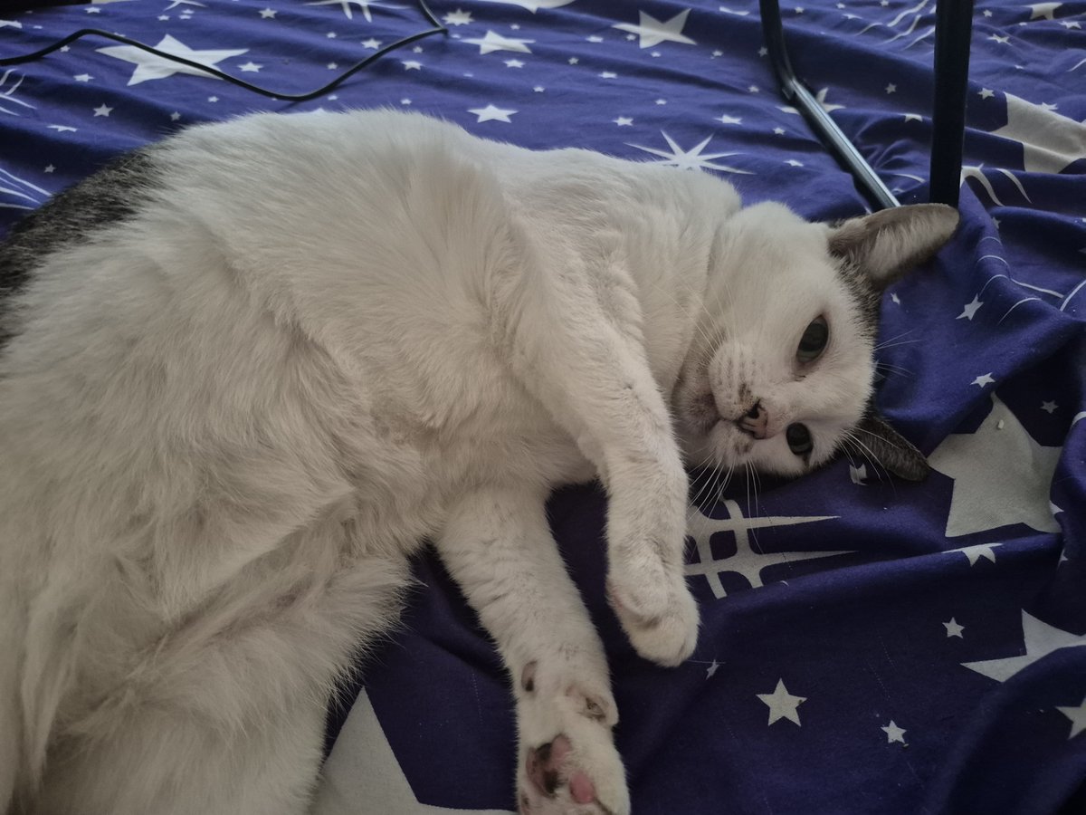 Wilai_meow's tweet photo. ข้อดีของการวฟฮ.คือมีคุณวิไลมาวนเวียนรอบตัว~
#แมว #ทาสแมว #Catpics #Petpics #ภพนภามีแมว https://t.co/GSuZcQdaz9