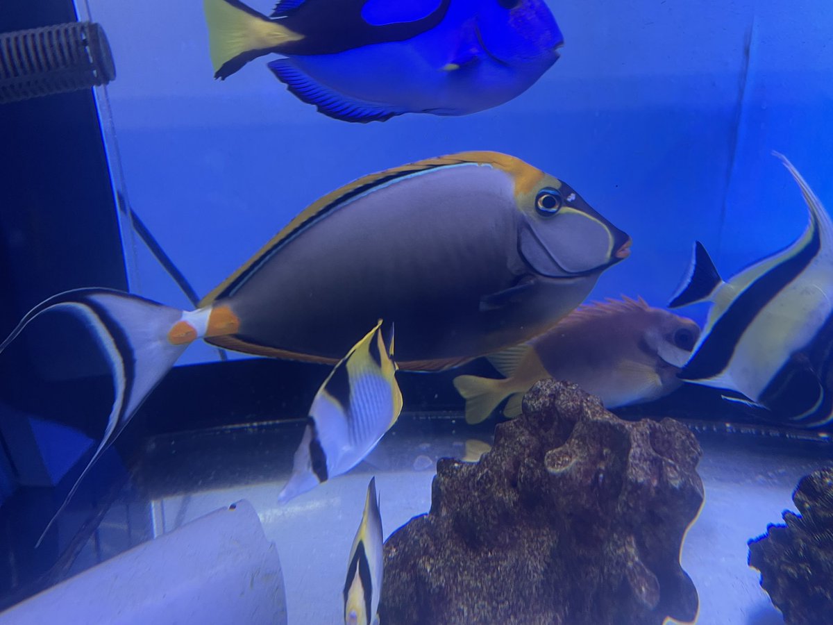 vessel1997's tweet photo. 18日(木)③魚の部
インドミヤコテングハギXXL
オウギチョウ
イエローフィンエンゼル
アデヤッコ幼魚や成魚
インドスダレチョウ
アケボノチョウ
クラカケチョウ
ミナミハコフグ
コンゴーフグ
アヤメエビス？
ホワイトソックス
マップトードfish？
ミズタマハゼ
ケラマハナダイ
デバスズメ沖縄産
続く https://t.co/axBBMt3vAf