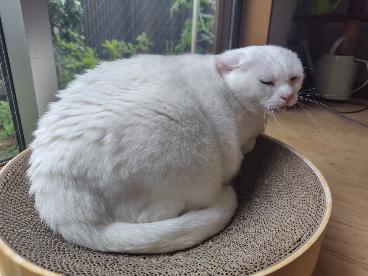 jun_hamagu95692's tweet photo. 元ベイの、みいちゃんの往診行ってきました
元々定期的に胃炎を起こす子なのですが、最近調子がよくて、7ヶ月ぶりの訪問
注射うつと速攻治るんですよね〜😅
　それはそうと、太りすぎ〜（笑）
元々雪だるまみたいだったから、ベイと付けてたんですが、完全にリアル雪だるまじゃん😄
✳関係ないけど、耳の切り方キレイだなぁ〜😅
#卒業生