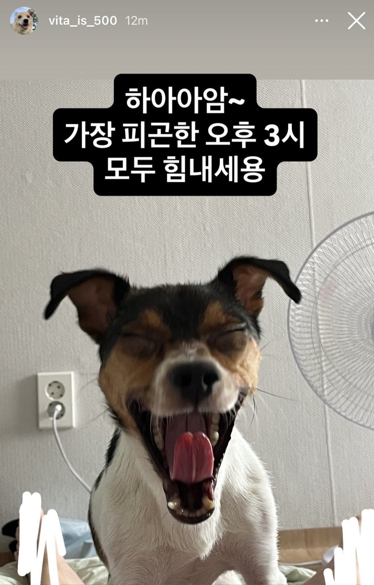 댕잇슈 tweet media