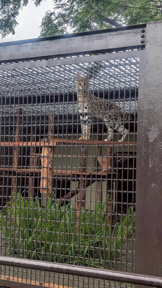 【公式】宮崎市フェニックス自然動物園 tweet media