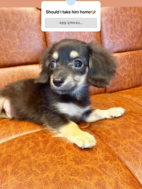 fchan_aewin's tweet photo. aespaとその愛犬たちとても似てるね https://t.co/gwyOFmftjh