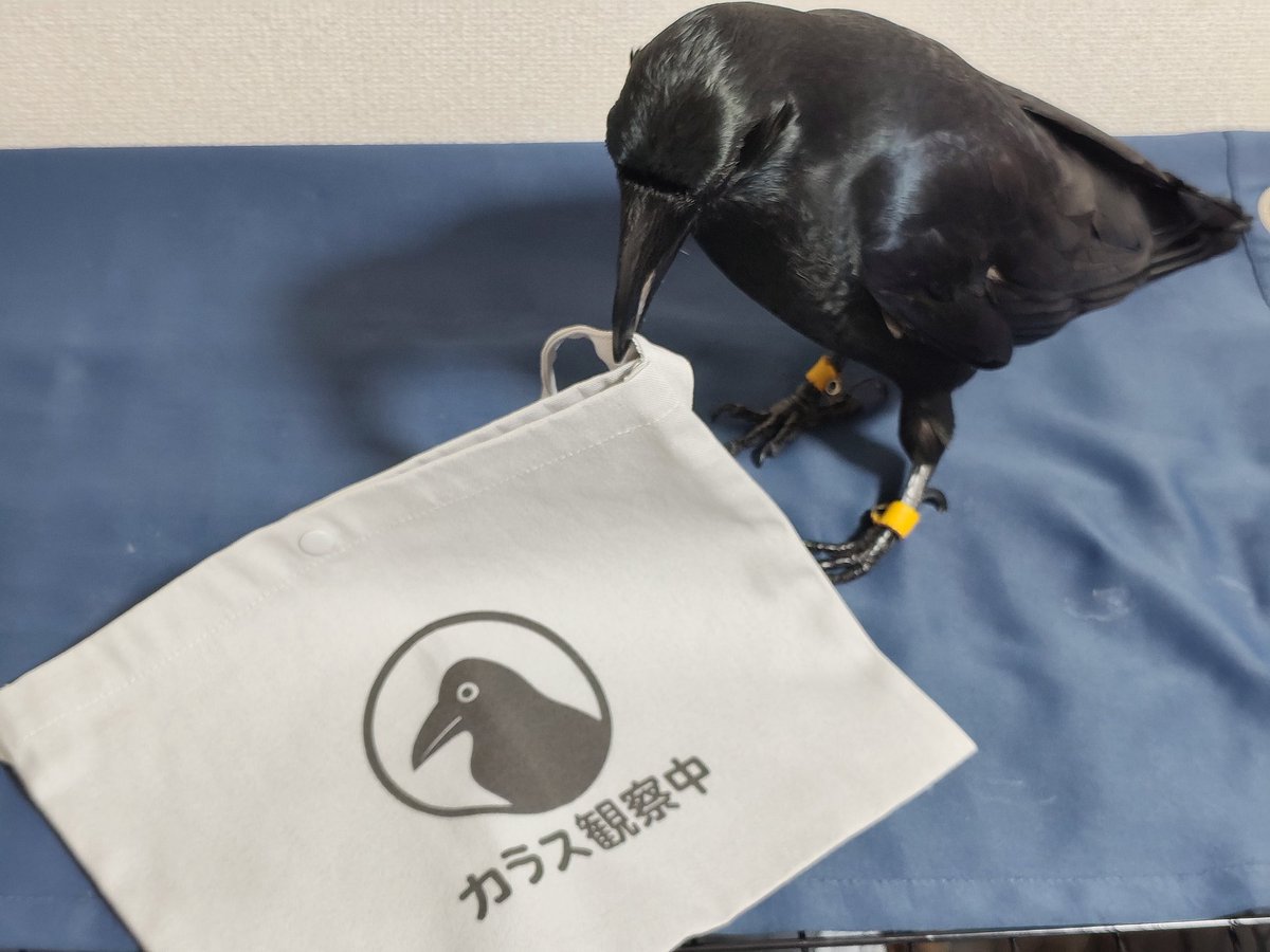 ____MizoRe's tweet photo. めっちゃいいサコッシュ買っちゃった🥰🥰🥰 https://t.co/8IFwu8MZhF
