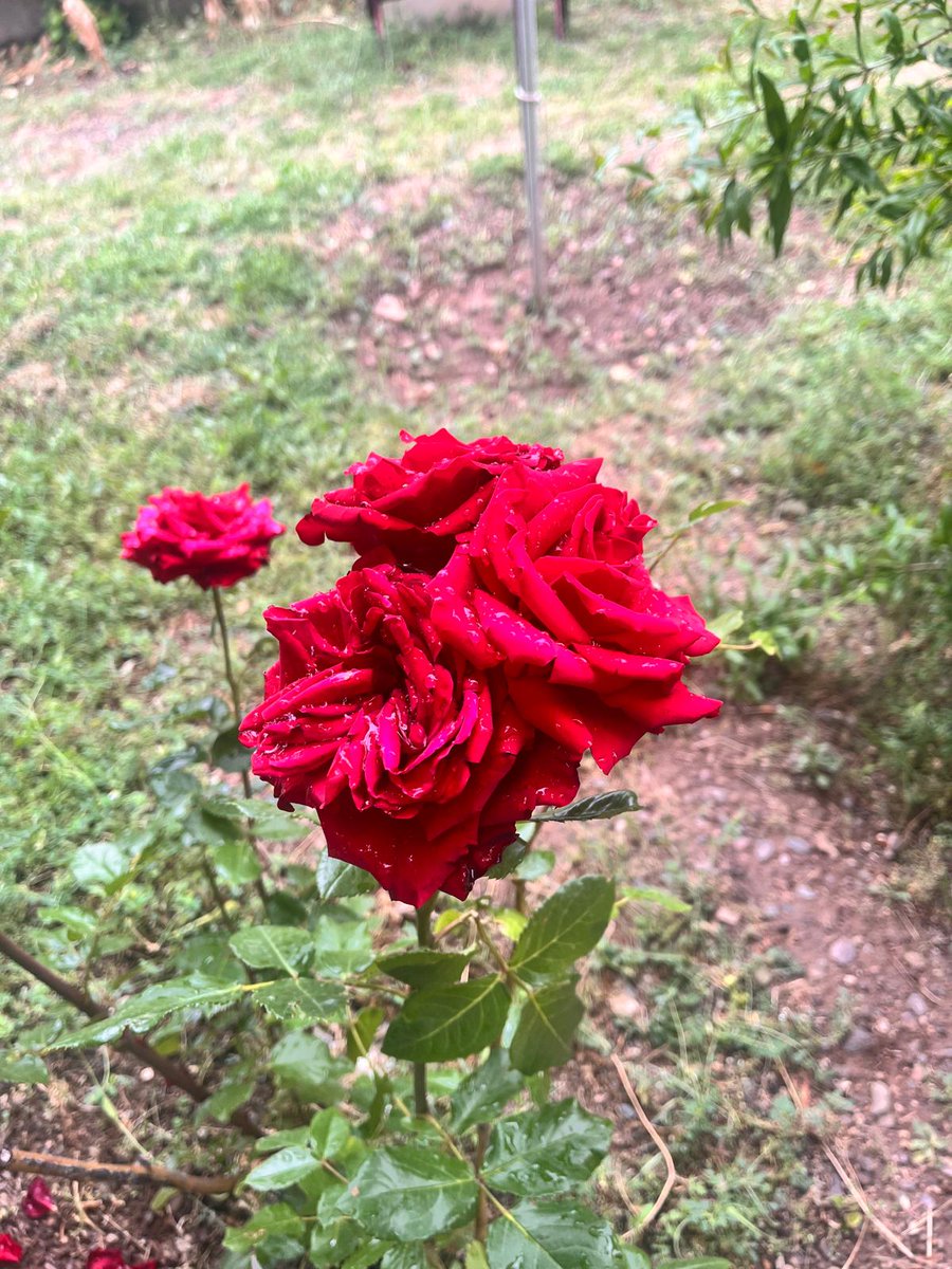 meda_888's tweet photo. "Tuhaf bir biçimde teskin ediyor insanı çünkü tehlikeye açık olmanın, gücümüz olduğunu gösteriyor."

John Berger https://t.co/y6eGJEenVB