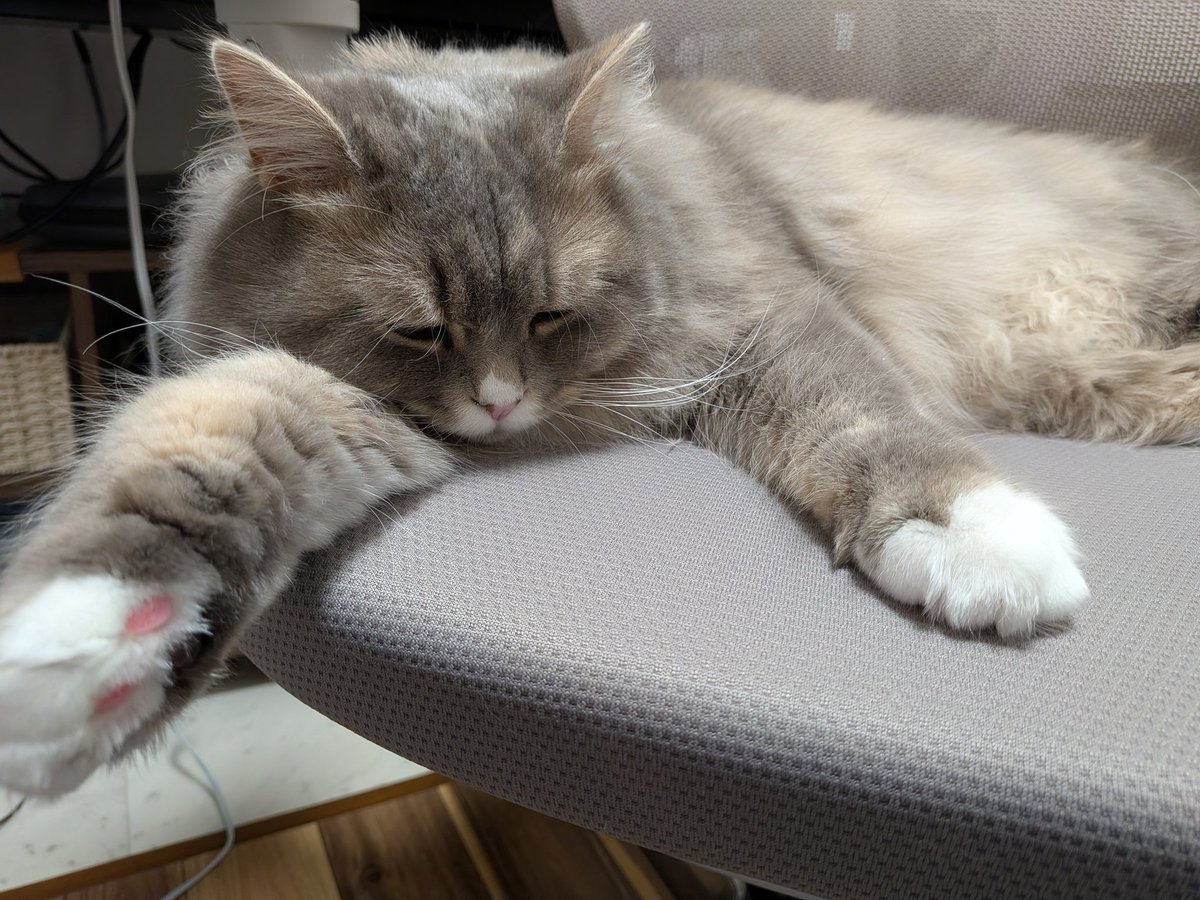 cat_solanum's tweet photo. 飼い主の仕事を終わらせるために椅子を占領する😼
近付くとずっとゴロゴロ言ってて愛おしすぎる…🥰 https://t.co/PKfYNjP3rc