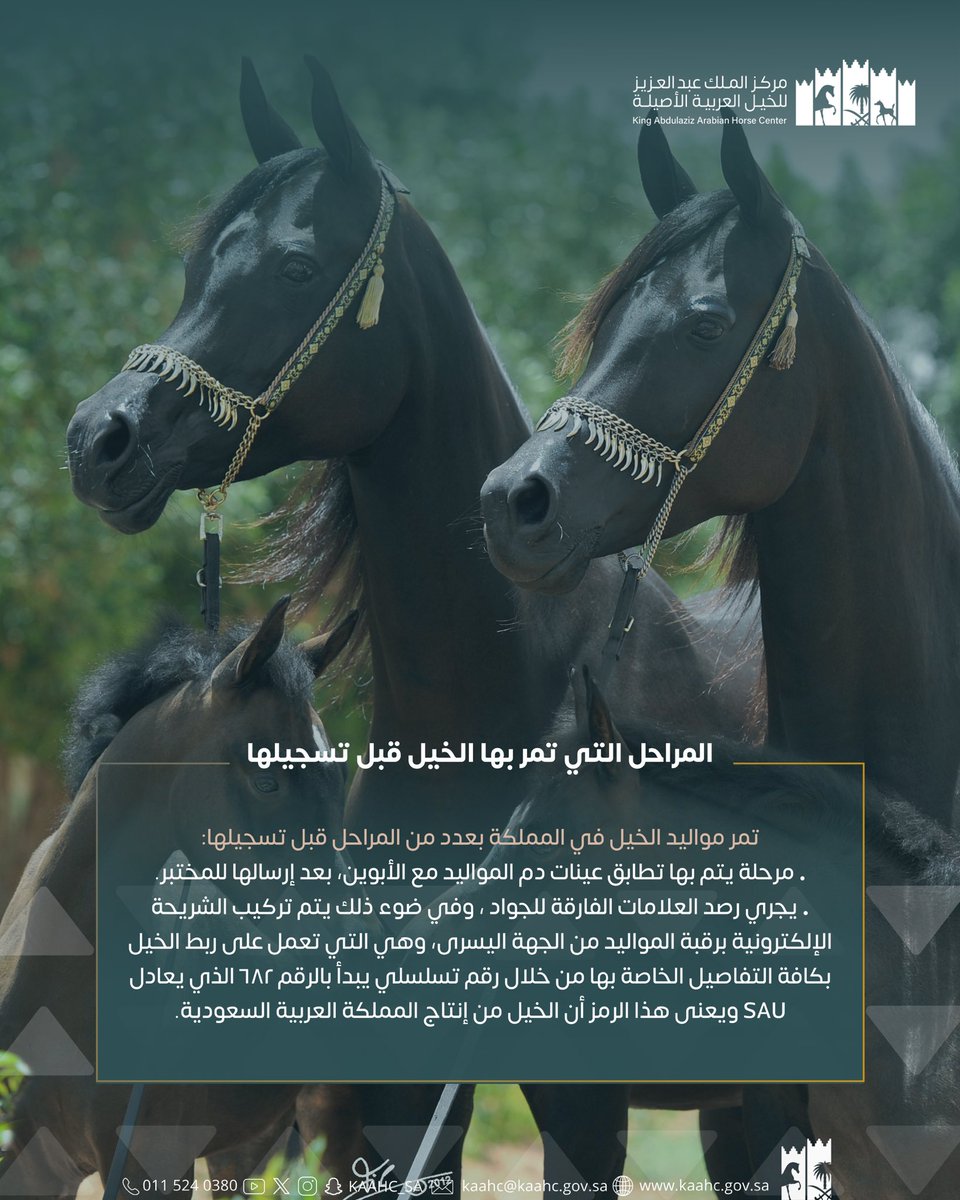 kaahc_sa's tweet photo. المراحل التي تمر بها الخيل قبل تسجيلها 

 #مركز_الملك_عبدالعزيز_للخيل 🐎 https://t.co/K0KdXVmS3H