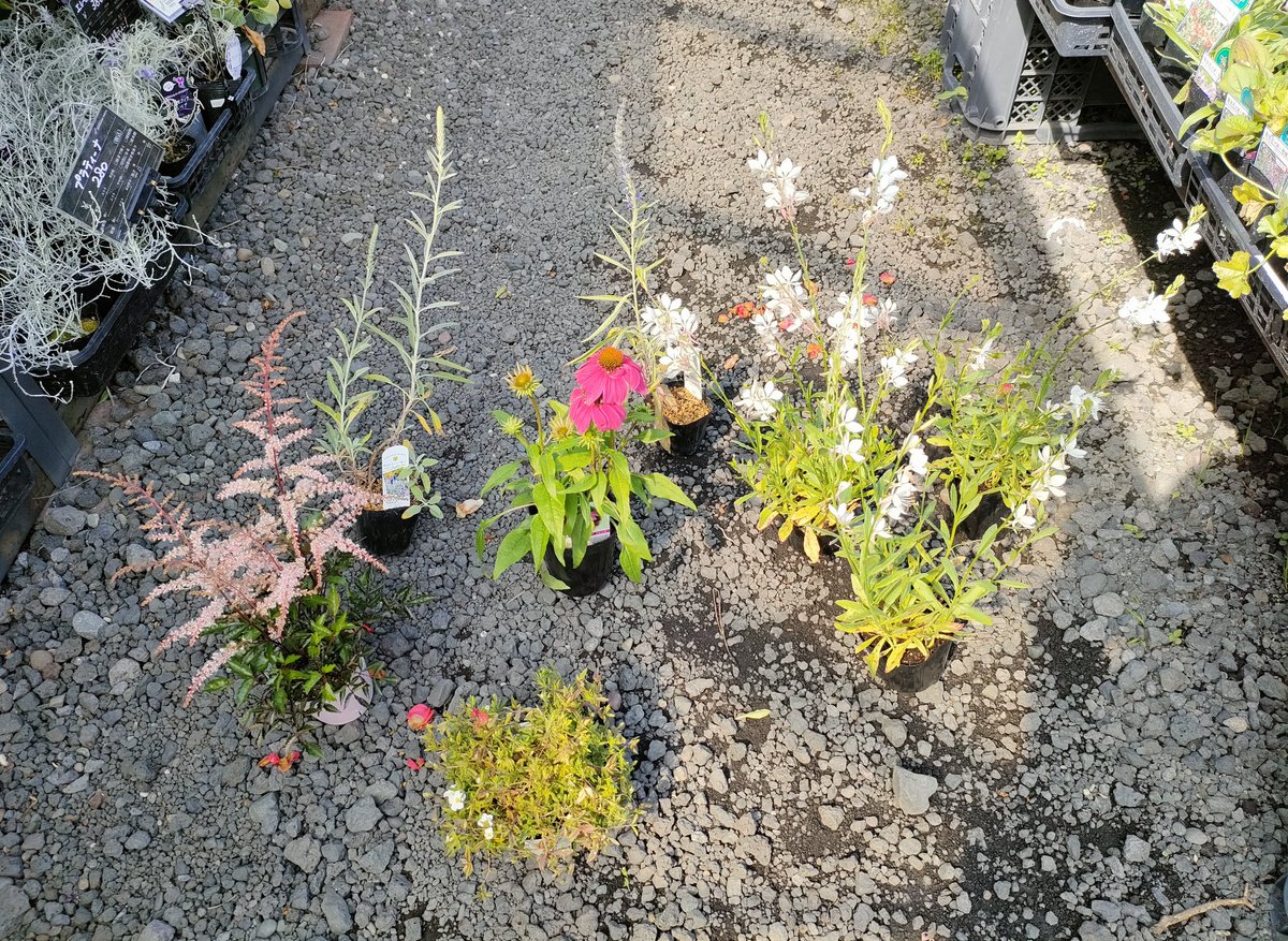 ranccn's tweet photo. ババちゃんがずっと畑や花壇にいた気持ち、わかる気がした😊
なんだか愛着わいて、眺めちゃうし、土いじりが気持ちいい
少しずつ、増やしていけたらいいな❀

お店の方がめちゃくちゃ親切で、初心者な私に、30分くらい色んな説明してくれて、こんな感じがいいんじゃない？ってレイアウトしてくれた😆 https://t.co/bMJVLevvcA