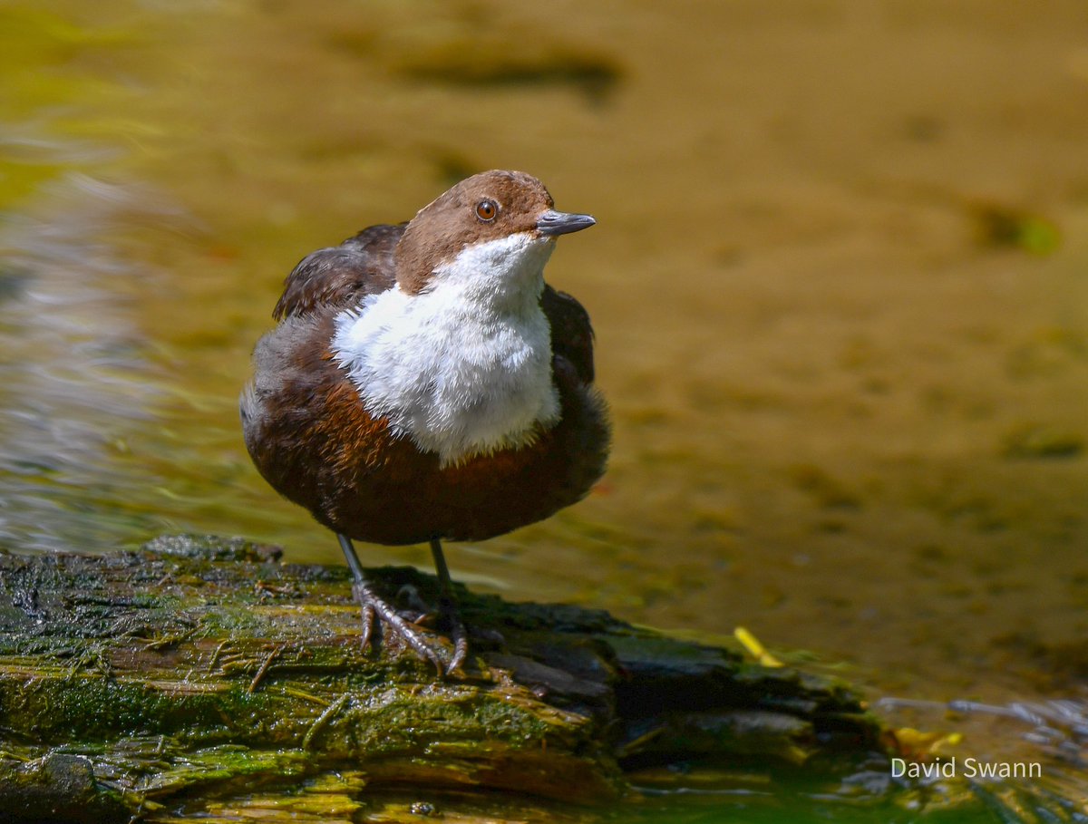 davidswann1's tweet photo. Dipper. https://t.co/6houeGwY82