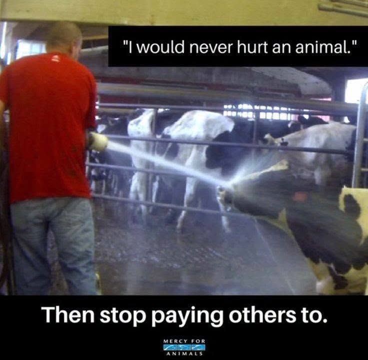 ShortnBluntTho's tweet photo. An exhausted downer cow being ‘encouraged’ to stand up. https://t.co/RItPdwXqnP