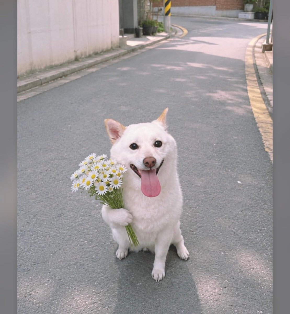 _Duoji's tweet photo. 跟他自己一样憨憨的😂🥺🥺 https://t.co/UuFM8Z4TNH