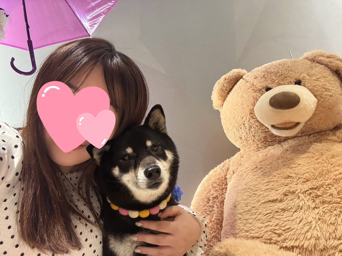 yukanyan2525's tweet photo. こむと一緒に(Ｕ＾ω＾）🧸📷´-

こむぎさん仕方ないなーってお顔で撮ってくれてるw #こむぎちゃん日記 https://t.co/70rtMxJVk5