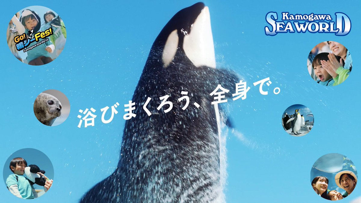 Teru_SL13's tweet photo. This is LAST「向日葵」が

鴨川シーワールド 新TVCM
2026年「Go！鴨シーフェス！！」編 
テーマソングに決定しました☺︎

新TVCMは6/20(土)よりオンエア
超超お見逃しなく🎉

https://t.co/mxBNEIB4do

#GO鴨シーフェス
#鴨川シーワールド
@kamoseaOfficial https://t.co/xnW8lcxrSu