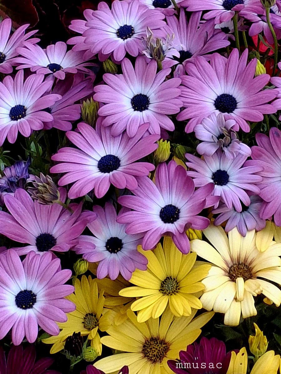 mmusac's tweet photo. Margaritas Africanas 
🌸🌸🌼🍃🍃🍃
Sus grandes flores destacan por su increíble variedad de colores, que abarcan desde el clásico blanco puro hasta tonos intensos como violeta, amarillo, naranja, rojo, rosa ... 🤩🤩

Lucen desde primavera muy vistosas y abundantes 

 Muy buen día https://t.co/5C37rkGGWT