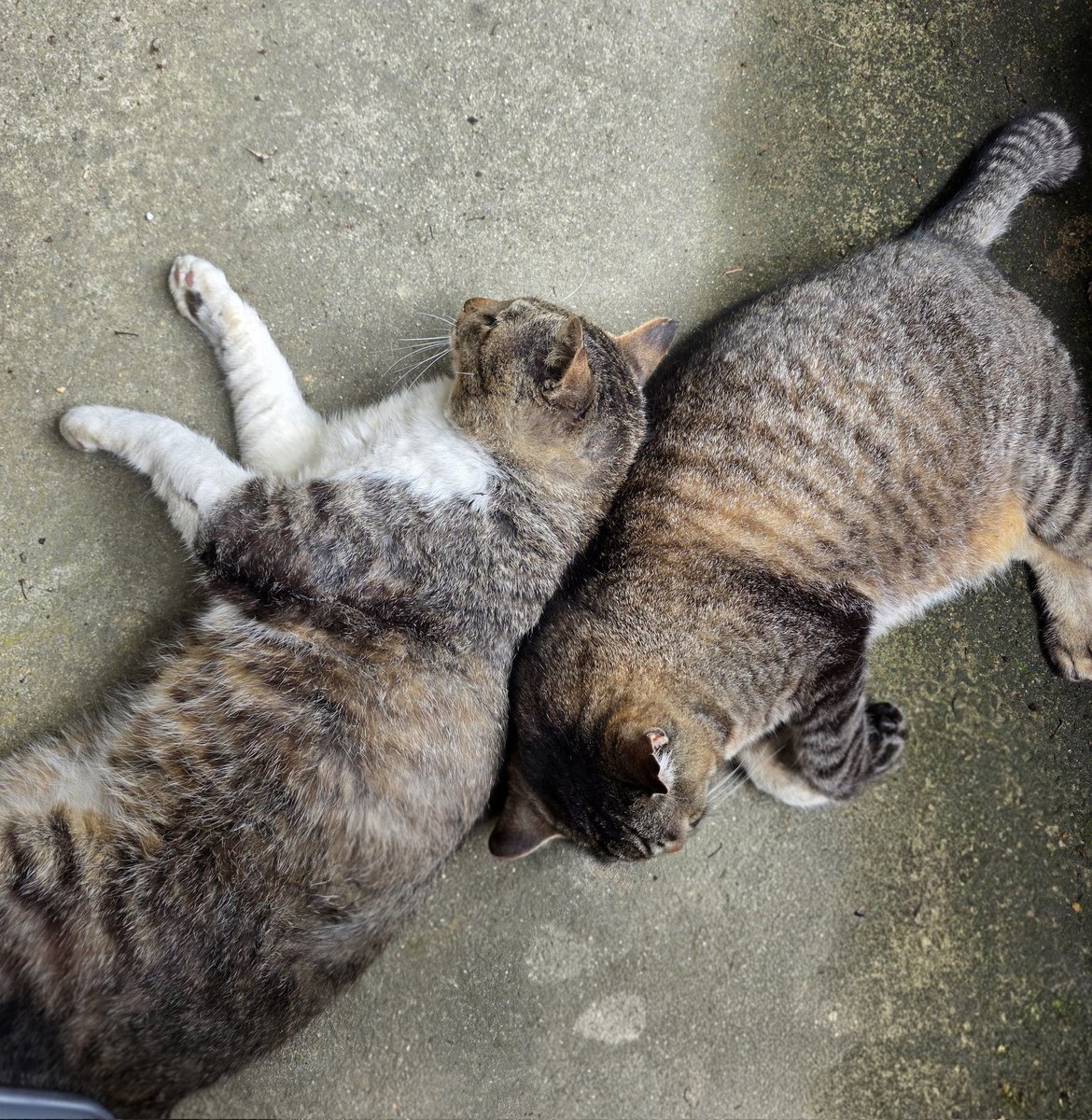 Yataro0872's tweet photo. にゃんず達の戯れ😺 https://t.co/ov3ZleJUKO
