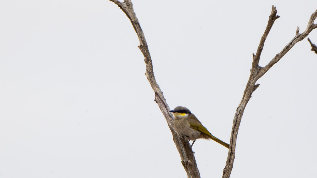 aves_bird's tweet photo. Honeyeater in South Australia; Yellow-plumed, Spiny-cheeked, Singing &amp; Yellow-throated Miner. Dec 2025. https://t.co/s56MEi9SZ3