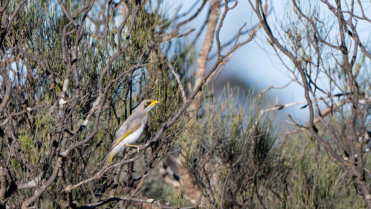 aves_bird's tweet photo. Honeyeater in South Australia; Yellow-plumed, Spiny-cheeked, Singing &amp; Yellow-throated Miner. Dec 2025. https://t.co/s56MEi9SZ3