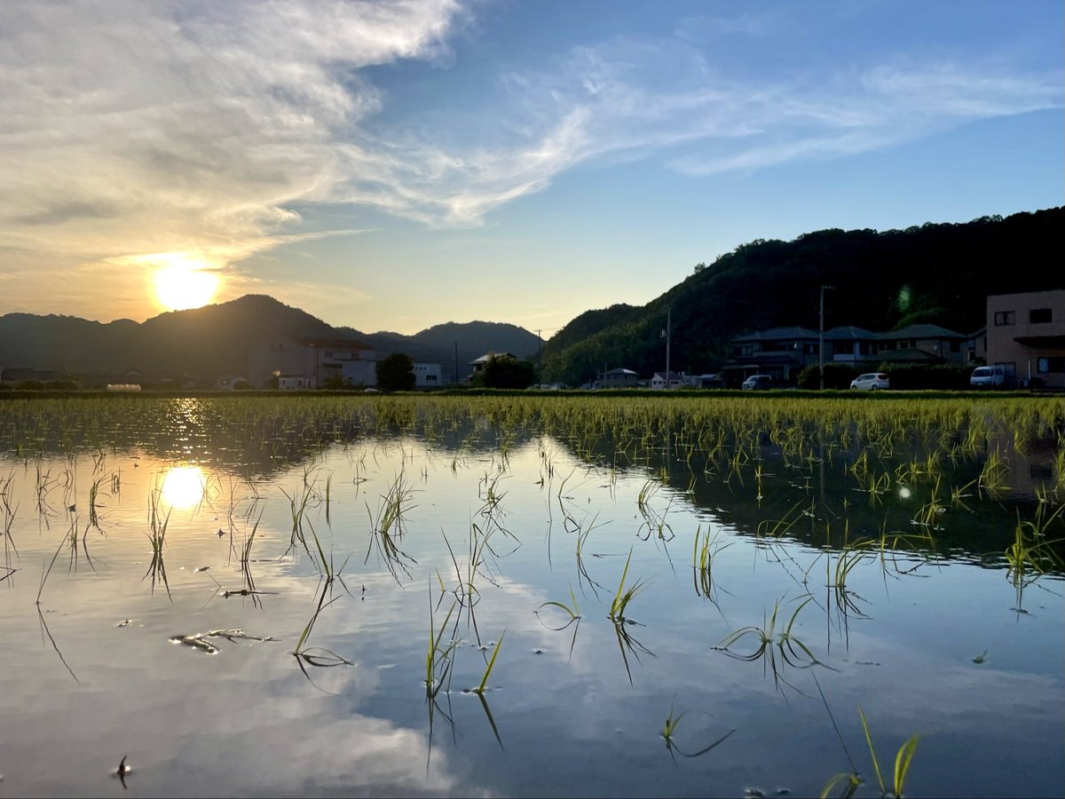 heiwashuzou's tweet photo. 本日のあがらの田んぼの様子です。
週末の田植えイベントに先駆け、今日明日で溝ノ口圃場･小畑圃場の機械植えを実施しています。
今年も無事に田植えの日を迎えることができました。ここから収穫までの約4ヶ月、しっかりと管理してまいります。

✏︎ミツノ https://t.co/M4d6t9quag