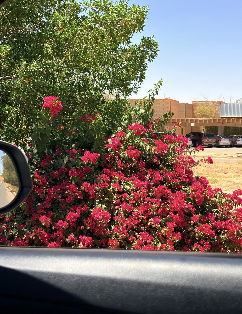 ya76_r's tweet photo. على الاقل فيه شي جميل بطلعات الظهر https://t.co/Niin85pfiN