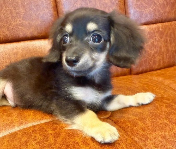 sunshine_080507's tweet photo. 3/4 in aespa are now fur moms

giselle - cooper
ningning - seven
winter - pponyo https://t.co/qw9E8974J4