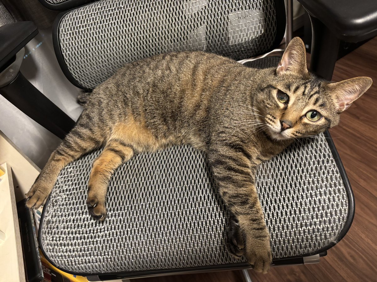 showinui1's tweet photo. ちぅたん

ムチムチにゃあ🐈
実は大事はラグドールのオレとほぼ同じデス💡 https://t.co/iaj0NcCOsW