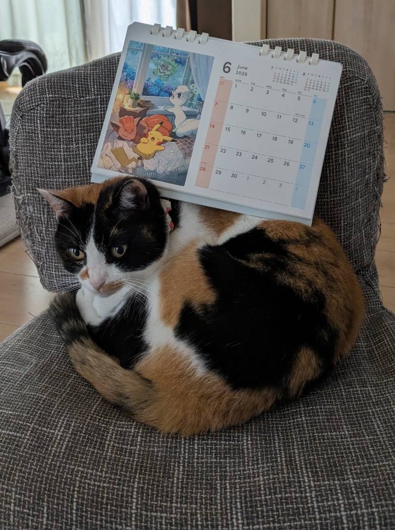 tamako0930's tweet photo. ポケモンカレンダーを使って友達の家の猫と大きさ比べしてみた🐱

#猫　#三毛　#ラガマフィン　#ラグドール https://t.co/0o9InSObWr