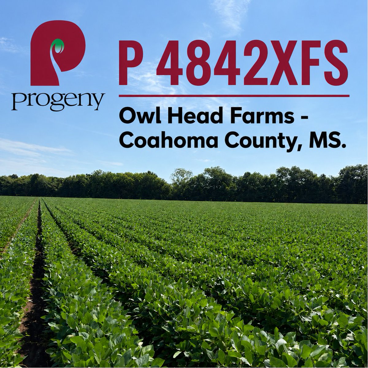 AgProgeny's tweet photo. Talk bushels to me! P 4842XFS is putting on a strong showing at Owl Head Farms in Coahoma County, Mississippi. 
#ProgenyAg #SeedTheDifference #P4842XFS #XtendFlexSoybeans #MississippiSoybeans
#SeedofIntegrity
#Qualitysince1984 https://t.co/jR2ZVEOsZg