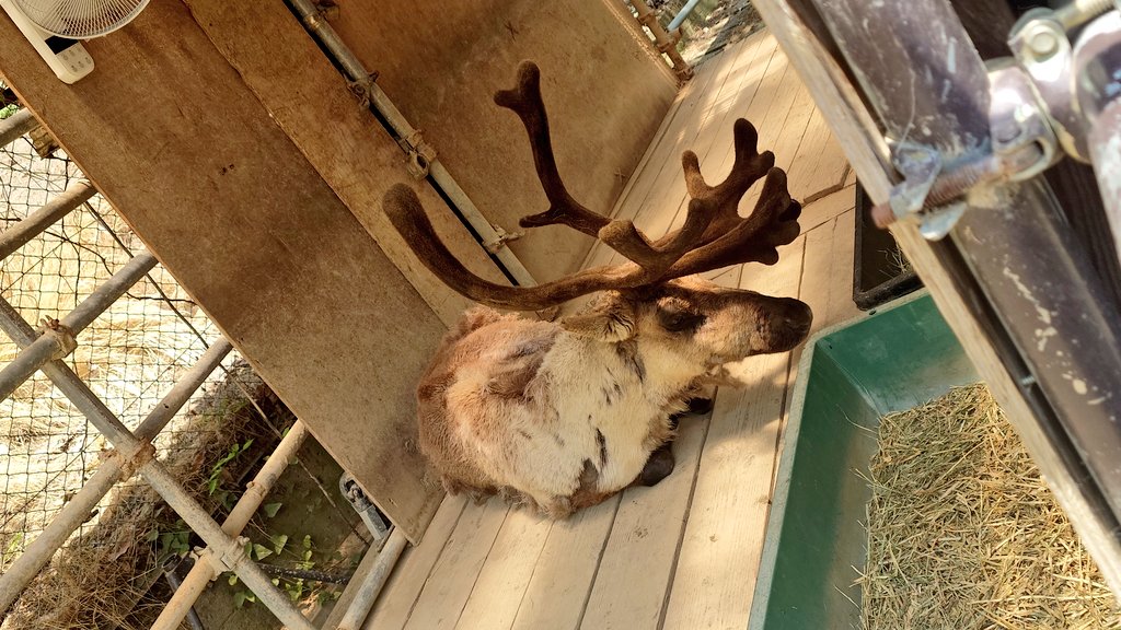 sin12080425's tweet photo. 🐯🐑🦌 https://t.co/XX3FNe0I86