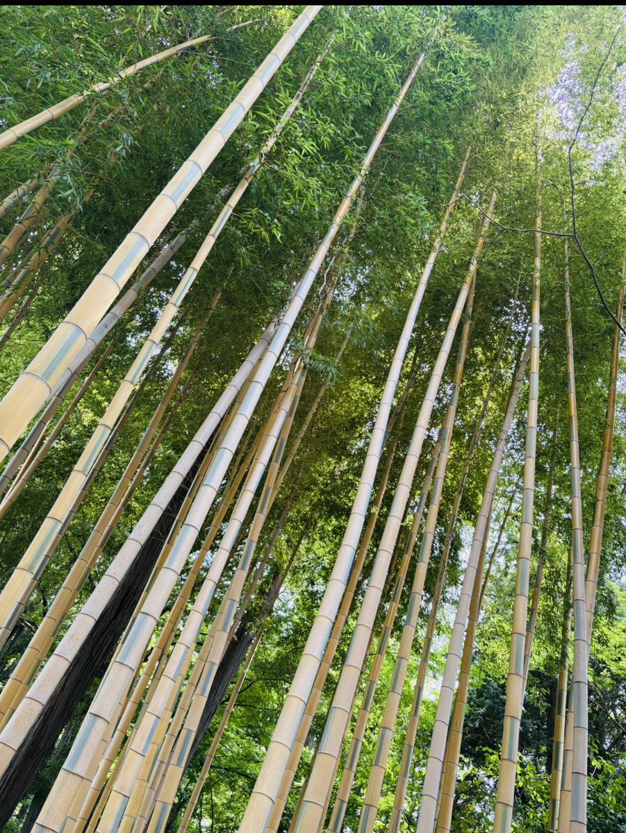 jiu87883's tweet photo. 🟩bamboo thicket🟩
                                         good✌︎('ω')✌︎🎋 https://t.co/RPrlBqpR35